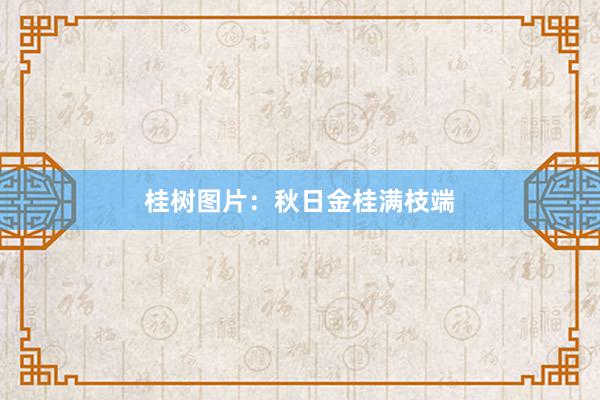 桂树图片:秋日金桂满枝端